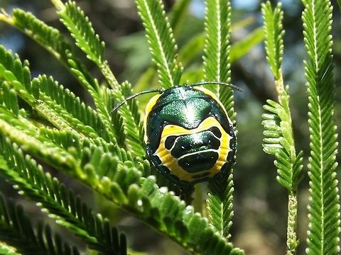 Scutiphora_pedicellata2  Australia,Geotagged,Scutiphora pedicellata