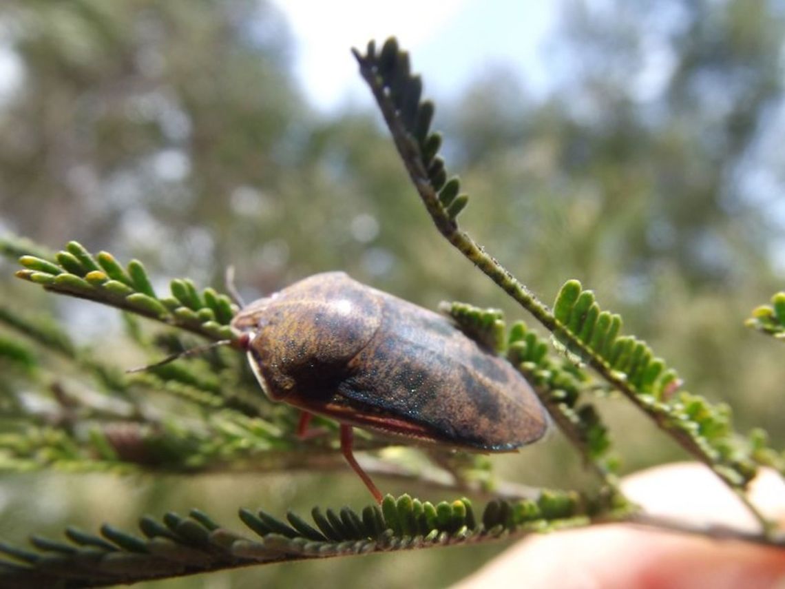 Coleotichus_costatus  Australia,Coleotichus costatus,Geotagged,Green Shield Backed Bug