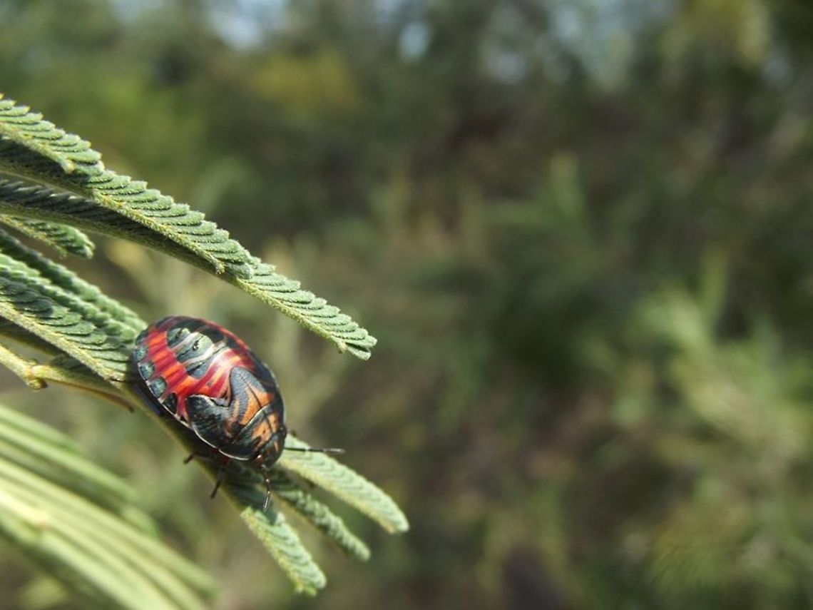 Coleotichus costatus nymph  Australia,Coleotichus costatus,Geotagged,Green Shield Backed Bug