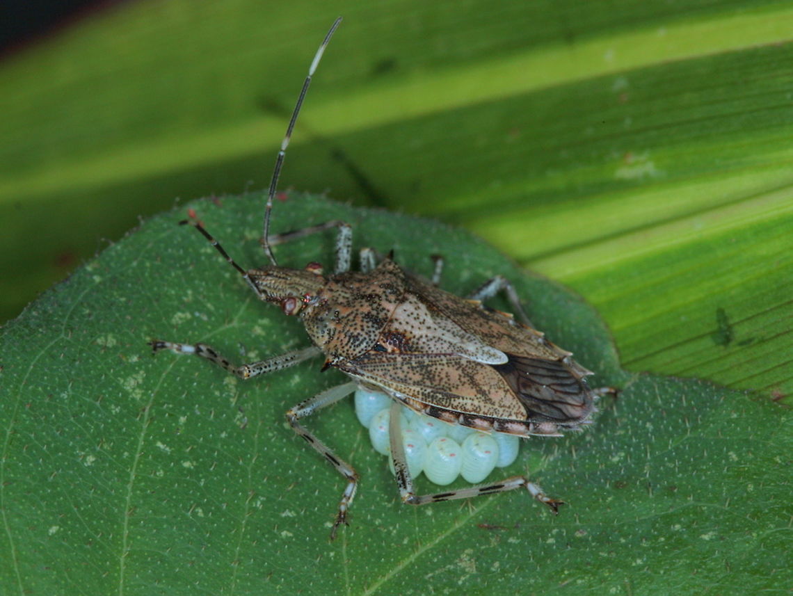 Poecilometis A shield bug with eggs Australia,Eggs,Fall,Geotagged,Heteroptera,Parental care,Pentatomoidea,Poecilometis,Spring