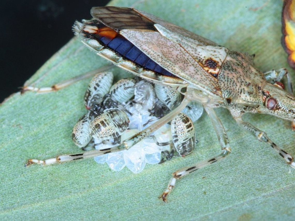 Poecilometis A shield bug protecting her hatching brood. Australia,Geotagged,Heteroptera,Parental care,Pentatomoidea,Poecilometis