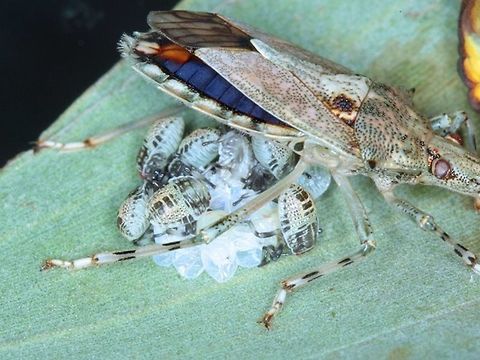 Poecilometis A shield bug protecting her hatching brood. Australia,Geotagged,Heteroptera,Parental care,Pentatomoidea,Poecilometis