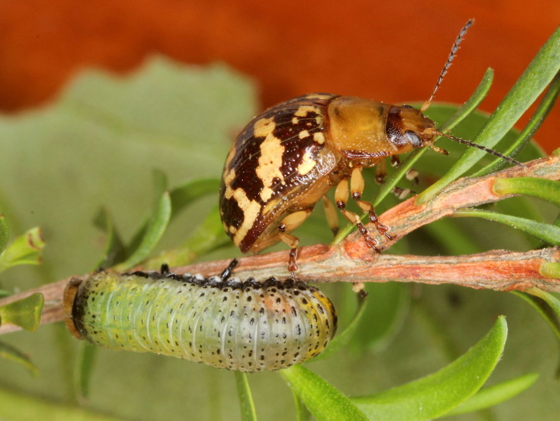 Paropsis pictipennis A small and colorful leaf beetle living on tea tree with its green larva. Australia,Geotagged,Painted leaf beetle,Paropsis pictipennis,Spring,paropsis