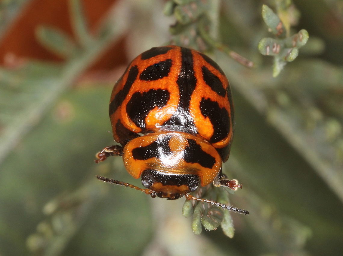 Peltoschema sp. undescribed This orange leaf beetle has complex black patterns to gain protection by resembling a ladybird beetle. Australia,Geotagged,Peltoschema,Spring,basalis