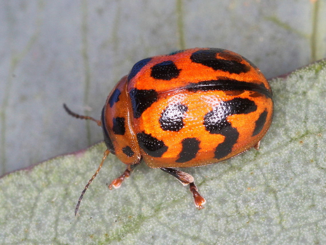 Peltoschema quadrizonata A bright orange leaf beetle which feeds on Acacia.  This beetle is a ladybird mimic and seems to be alpine.  Australia,Geotagged,Peltoschema quadrizonata,Summer,peltoschema