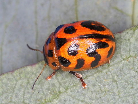 Peltoschema quadrizonata A bright orange leaf beetle which feeds on Acacia.  This beetle is a ladybird mimic and seems to be alpine.  Australia,Geotagged,Peltoschema quadrizonata,Summer,peltoschema
