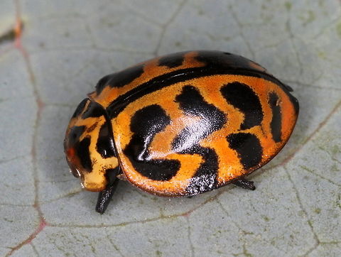 Cleobora mellyi (Peltoschema model) This attractive beetle is one of the largest species of coccinellidae.  They have clubbed antennae, non striate elytra which have explanate lateral margins, which easily distinguishes them from their mimics.  The ladybird beetle is the model for several mimetic beetles which trade on the benefit of predators learning that ladybird beetles taste very bad.  (I did not test this theory for myself.)  Australia,Cleobora mellyi,Geotagged,Summer,Tasmanian ladybird