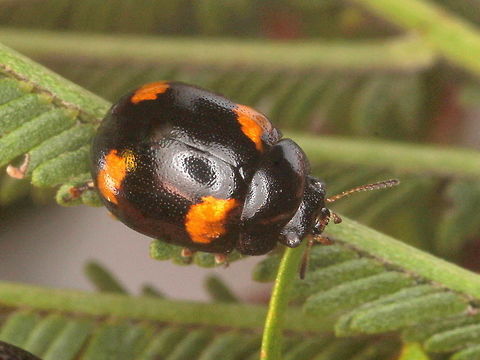 Peltoschema tetraspilota  Australia,Geotagged,Peltoschema tetraspilota,Spring