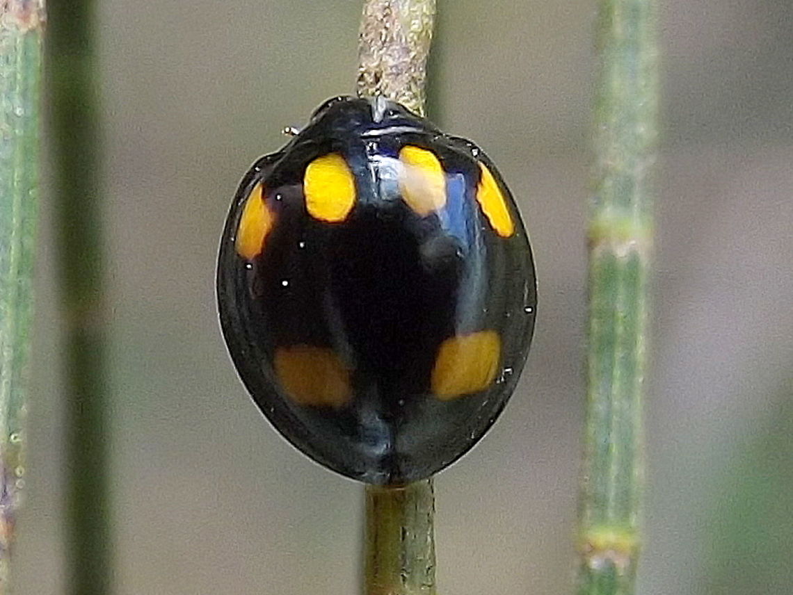 Orcus australasiae  Australia,Geotagged,Orange-spotted ladybird,Orcus australasiae,Summer