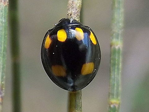 Orcus australasiae  Australia,Geotagged,Orange-spotted ladybird,Orcus australasiae,Summer