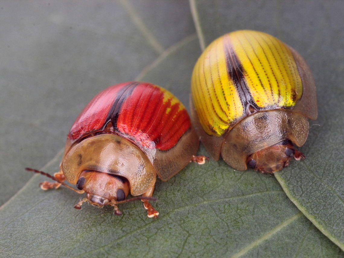 Paropsisterna hectica A glossy green beetle sometimes common in heathland or alpine habitats.  It appears to be restricted to one foodplant, snow gum and individual populations can vary in color, being yellow rather than green as is the Tasmanian population (called Paropsisterna aurea) and also sometimes with red through the anterior portion of the elytra.  Australia,Chrysomelidae,Geotagged,Paropsisterna,Paropsisterna hectica,Spring,hectica,paropsisterna hectica
