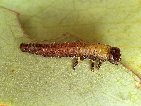 Paropsiaterna hectica An early instar of the alpine leaf beetle.   Australia,Geotagged,Paropsisterna hectica,Summer,chrysomalidae,paropsisterna