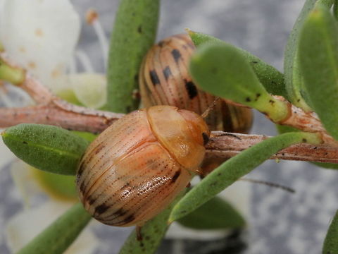 Paropsides sp. This tiny beetle feeds on alpine tea tree Australia,Geotagged,Paropsides,Summer,Winter