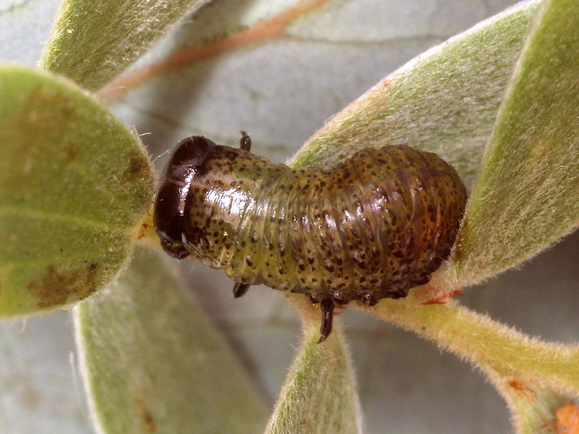 Paropsides larva  Australia,Geotagged,Paropsides,Summer,Winter