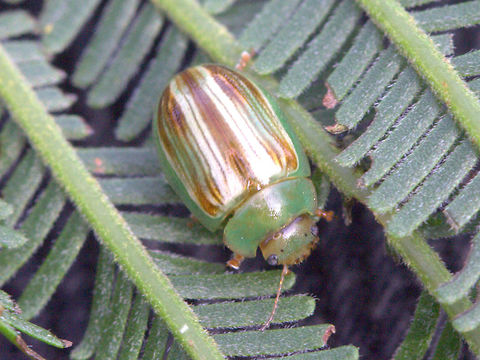 Peltoschema orphana A small oval acacia leaf beetle encountered en-masse on silver wattle.  This is the fireblight beetle and can cause considerable defoliation.   Australia,Fireblight beetle,Geotagged,Peltoschema,Peltoschema orphana,Winter