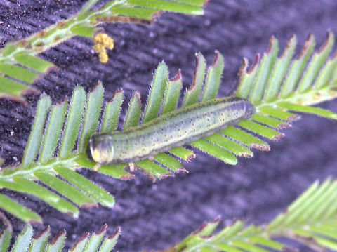 Peltoschema orphana larva  Australia,Chrysomelidae,Coleoptera,Fireblight beetle,Geotagged,Peltoschema,Peltoschema orphana,Winter,larva