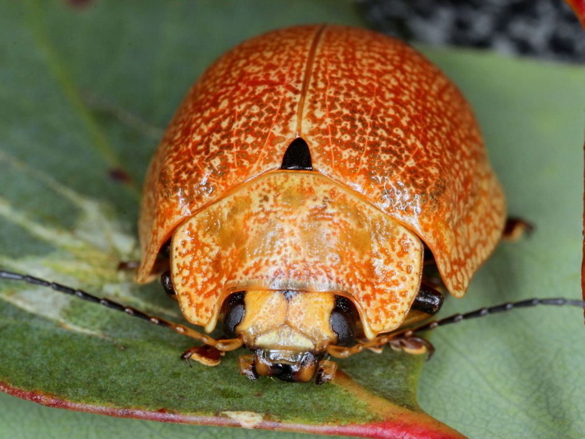 Paropsis augusta A large alpine leaf beetle (22mm) in orange or yellow.  This one is usually speckled.  Australia,Geotagged,Paropsis,Paropsis augusta,Summer,paropsis augusta