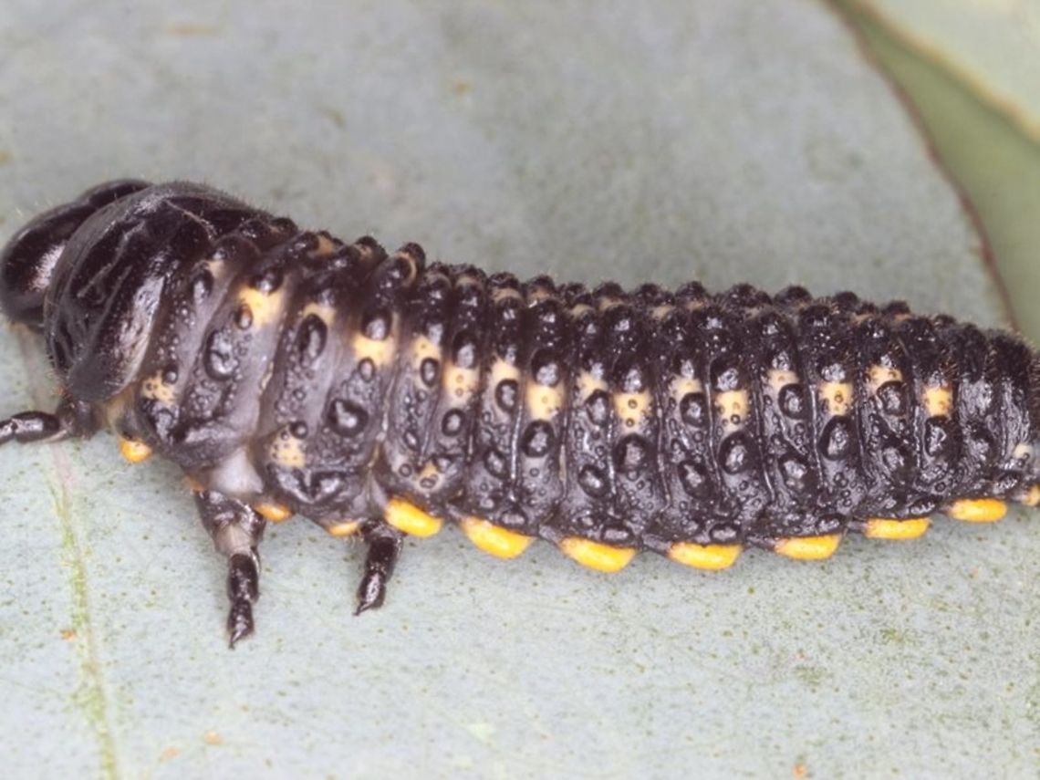 Paropsis augusta larva This large warty larva is typically in a cluster for protection.  It's a bit large for my macro lens.      Australia,Geotagged,Paropsis augusta,paropsis