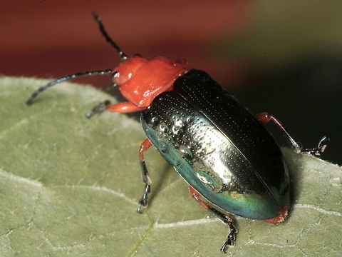 Pittosporum Beetle  Lamprolina aeneipennis, A glossy red headed beelte
http://www.jungledragon.com/image/38780/pittosporum_beetle_larva_lamprolina_aeneipennis.html  Australia,Geotagged,Lamprolina,Lamprolina aeneipennis,Pittosporum Leaf Beetle,Winter