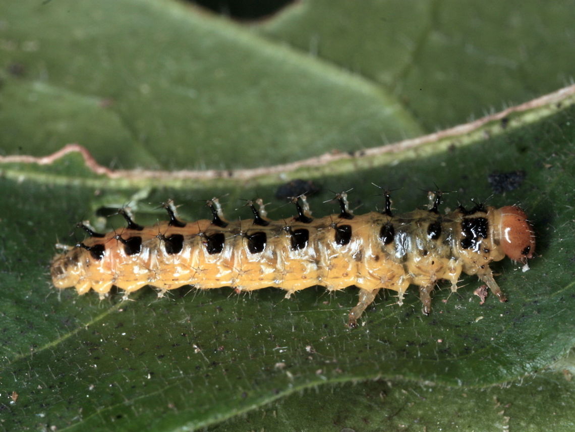 Pittosporum Beetle larva  (Lamprolina aeneipennis)  Australia,Geotagged,Lamprolina,Lamprolina aeneipennis,Pittosporum,Pittosporum Leaf Beetle,Winter