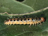 Pittosporum Beetle larva  (Lamprolina aeneipennis)  Australia,Geotagged,Lamprolina,Lamprolina aeneipennis,Pittosporum,Pittosporum Leaf Beetle,Winter