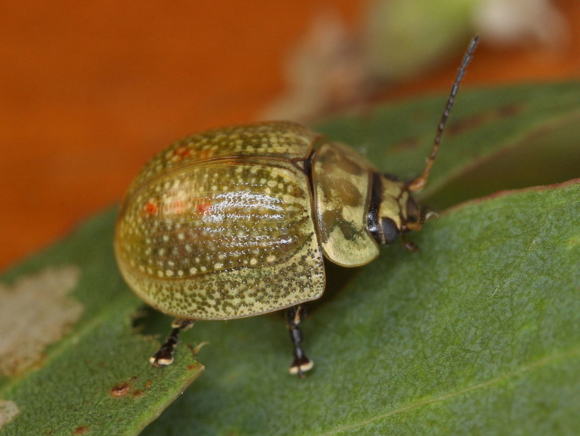 Paropsisterna variicollis A small variable speckled beetle with black feet and antennae.<br />
<figure class="photo"><a href="https://www.jungledragon.com/image/38782/paropsisterna_variicollis_larvae.html" title="Paropsisterna variicollis larvae"><img src="https://s3.amazonaws.com/media.jungledragon.com/images/2776/38782_thumb.JPG?AWSAccessKeyId=05GMT0V3GWVNE7GGM1R2&Expires=1769040010&Signature=%2FDtqdTJwnlpPB%2F%2BjIh5VdcjGJUM%3D" width="200" height="134" alt="Paropsisterna variicollis larvae These aposematic larvae aggregate closely in order to minimize predation Australia,Geotagged,Paropsisterna,Paropsisterna variicollis,Spring" /></a></figure>  Australia,Geotagged,Paropsisterna variicollis,Spring,paropsisterna