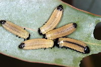 Paropsisterna variicollis larvae These aposematic larvae aggregate closely in order to minimize predation Australia,Geotagged,Paropsisterna,Paropsisterna variicollis,Spring