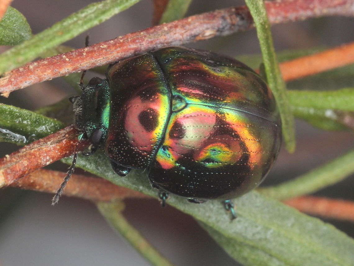 Callidemum hypochalceum A highly glossy leaf beetle feeding on native hop bush, sometimes quite common.<br />
<figure class="photo"><a href="https://www.jungledragon.com/image/38814/callidemum_globulose_larva.html" title="Callidemum globulose larva"><img src="https://s3.amazonaws.com/media.jungledragon.com/images/2776/38814_thumb.JPG?AWSAccessKeyId=05GMT0V3GWVNE7GGM1R2&Expires=1759968010&Signature=fps7suaKFZ3M%2BEZR9kz0UygOd%2FA%3D" width="200" height="152" alt="Callidemum globulose larva  Australia,Callidemum hypochalceum,Geotagged,Summer" /></a></figure>  Australia,Callidemum,Callidemum hypochalceum,Geotagged,Winter