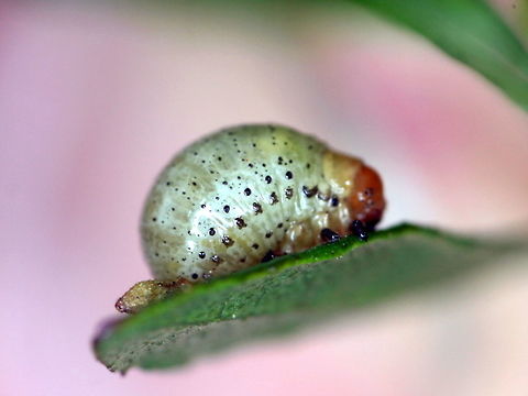 Callidemum globulose larva  Australia,Callidemum hypochalceum,Geotagged,Summer