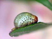 Callidemum globulose larva  Australia,Callidemum hypochalceum,Geotagged,Summer