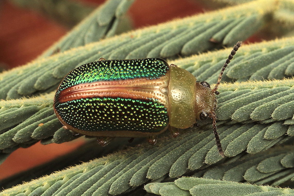 Calomela parilis <figure class="photo"><a href="https://www.jungledragon.com/image/38818/calomela_parilis_globulose_larvae.html" title="Calomela parilis globulose larvae"><img src="https://s3.amazonaws.com/media.jungledragon.com/images/2776/38818_thumb.JPG?AWSAccessKeyId=05GMT0V3GWVNE7GGM1R2&Expires=1769040010&Signature=odAGfcnLicDde5oNbSbA2d4Y7K8%3D" width="200" height="152" alt="Calomela parilis globulose larvae  Australia,Calomela parilis,Geotagged,Summer,calomela" /></a></figure>  Australia,Calomela,Calomela parilis,Geotagged,Spring,chrysomelidae