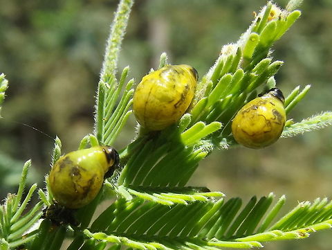 Calomela parilis globulose larvae  Australia,Calomela parilis,Geotagged,Summer,calomela