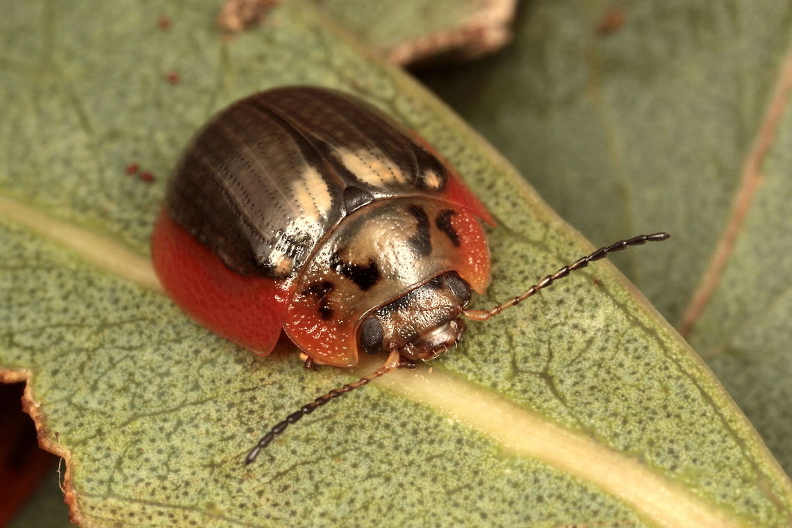 Paropsisterna agricola This grey color form of the 'southern leaf beetle' has a bright red skirt, possibly teneral.  <br />
Paropsisterna agricola is a serious pest in the forestry industry, particularly in Tasmania.  <br />
<figure class="photo"><a href="https://www.jungledragon.com/image/38851/paropsisterna_agricola_larva.html" title="paropsisterna agricola larva"><img src="https://s3.amazonaws.com/media.jungledragon.com/images/2776/38851_thumb.JPG?AWSAccessKeyId=05GMT0V3GWVNE7GGM1R2&Expires=1769040010&Signature=eYNmurdZE%2FiDI1usvrknuPHuUuo%3D" width="200" height="152" alt="paropsisterna agricola larva  Australia,Geotagged,Paropsisterna,Paropsisterna agricola,Spring,paropsisterna" /></a></figure>  Australia,Geotagged,Paropsisterna,Paropsisterna agricola,Spring
