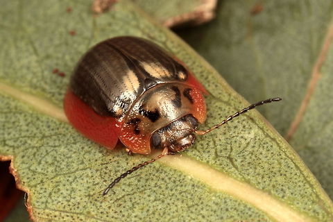 Paropsisterna agricola This grey color form of the 'southern leaf beetle' has a bright red skirt, possibly teneral.  
Paropsisterna agricola is a serious pest in the forestry industry, particularly in Tasmania.  
http://www.jungledragon.com/image/38851/paropsisterna_agricola_larva.html  Australia,Geotagged,Paropsisterna,Paropsisterna agricola,Spring