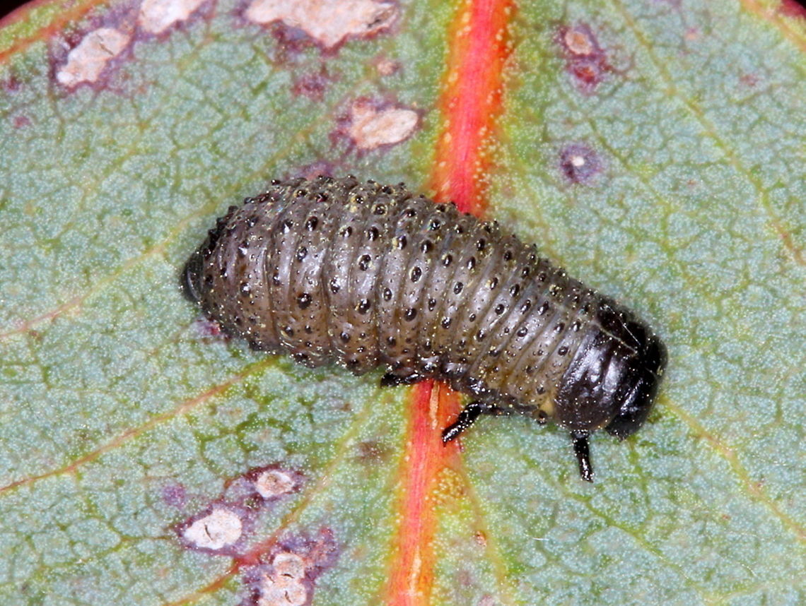 paropsisterna agricola larva  Australia,Geotagged,Paropsisterna,Paropsisterna agricola,Spring,paropsisterna