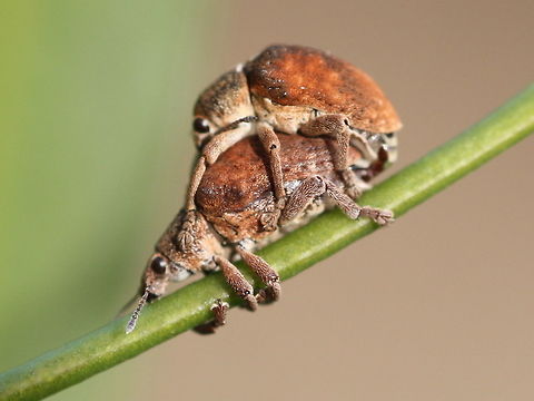 Eucalyptus weevil (Gonipterus) http://www.jungledragon.com/image/38854/larva_of_eucalyptus_weevil_gonipterus.html  Australia,Eucalyptus weevil,Fall,Geotagged,Gonipterus,Gonipterus scutellatus,Spring,weevil