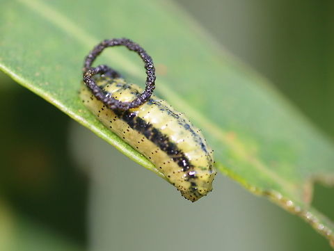 Larva of Eucalyptus weevil (Gonipterus) The larvae of weevils are 'slugs' without legs as we expect to see on other larvae such as grubs and caterpillars. 
They retain a string of faecal matter to discourage all but the most hungry predators.      Australia,Fall,Geotagged,Gonipterus,Gonipterus scutellatus,Spring