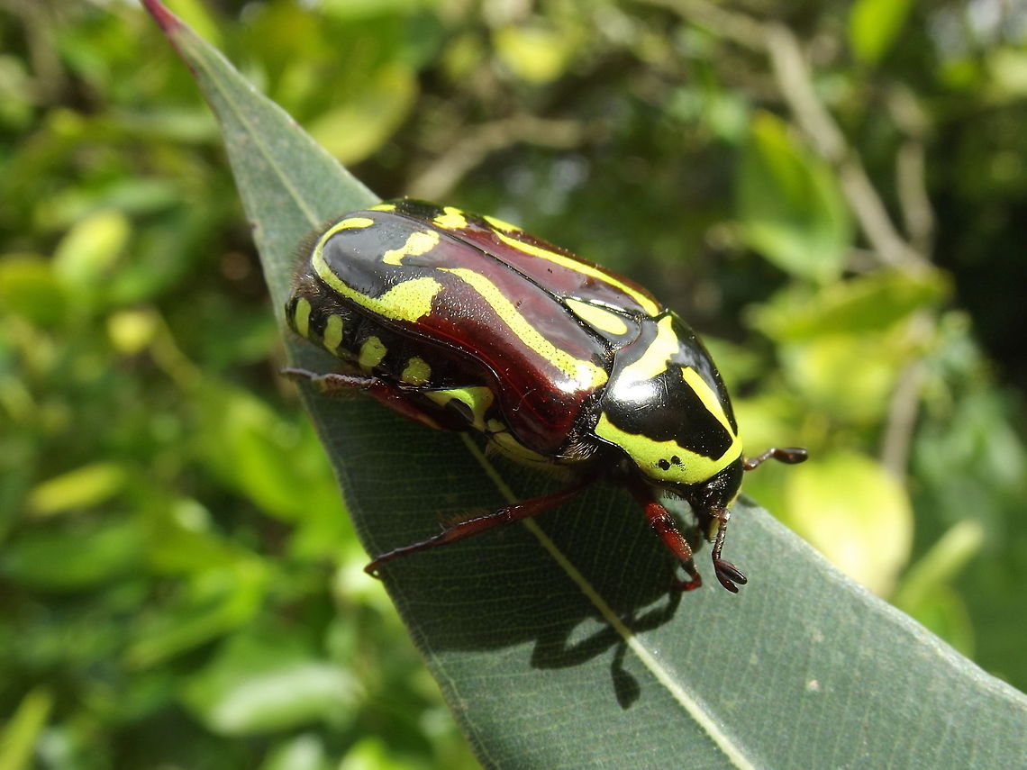Fiddler beetle (Eupoecila australasiae)  Australia,Eupoecila australasiae,Geotagged,Summer