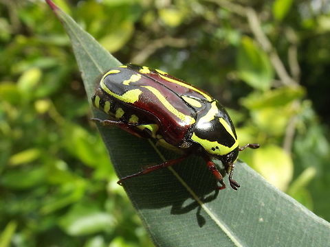 Fiddler beetle (Eupoecila australasiae)  Australia,Eupoecila australasiae,Geotagged,Summer