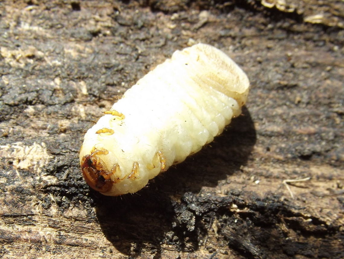 Fiddler beetle (Eupoecila australasiae)  Australia,Eupoecila australasiae,Geotagged,Winter