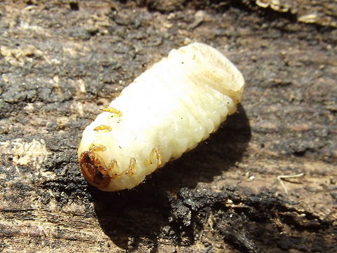 Fiddler beetle (Eupoecila australasiae)  Australia,Eupoecila australasiae,Geotagged,Winter