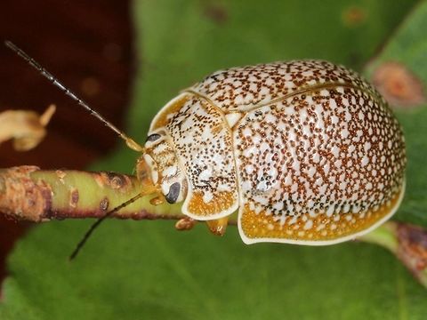 Paropsis dilatata This large montane species is a personal favorite with flamboyant patterns of white verrucae on the elytra like icing on the cake complete with beading along the margins of the elytra and pronotum.  Never common, this species is ovoviviparous, as montane species sometimes are, eggs hatching immediately before birth (although this specimen is male).    http://www.jungledragon.com/image/38878/paropsis_dilatata.html  Australia,Geotagged,Paropsis,Paropsis dilatata