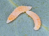 Paropsis lignea An ovoviviparous species, these were taken Immediately after (?)birth. Australia,Geotagged,Paropsis,Paropsis dilatata,Paropsisterna lignea,Summer