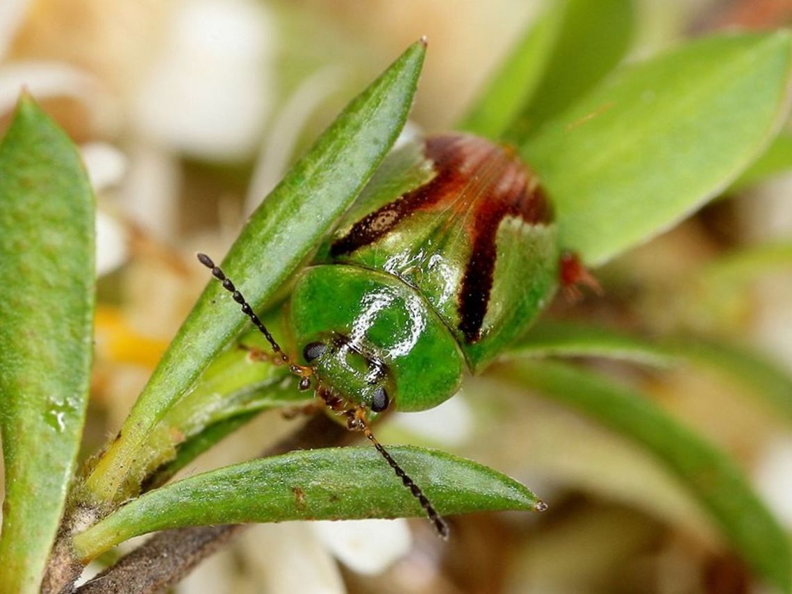 Paropsides opposita On tea tree.  Not common.  Larvae present.    <br />
<figure class="photo"><a href="https://www.jungledragon.com/image/38900/paropsides_opposita_larva.html" title="Paropsides opposita larva"><img src="https://s3.amazonaws.com/media.jungledragon.com/images/2776/38900_thumb.jpg?AWSAccessKeyId=05GMT0V3GWVNE7GGM1R2&Expires=1769040010&Signature=rt9ylj5%2F9Z3oCktF59M%2FqESGTow%3D" width="200" height="150" alt="Paropsides opposita larva  Australia,Geotagged,Paropsides,Paropsides opposita" /></a></figure>  Australia,Geotagged,Paropsides,Paropsides opposita