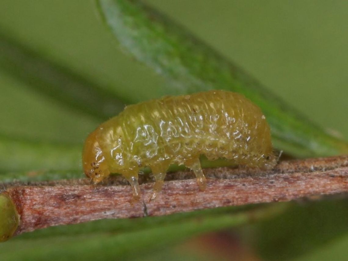 Paropsides opposita larva  Australia,Geotagged,Paropsides,Paropsides opposita