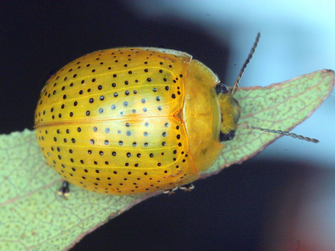 Paropsisterna inspersa <figure class="photo"><a href="https://www.jungledragon.com/image/38909/paropsisterna_inspersa_larva.html" title="Paropsisterna inspersa larva"><img src="https://s3.amazonaws.com/media.jungledragon.com/images/2776/38909_thumb.JPG?AWSAccessKeyId=05GMT0V3GWVNE7GGM1R2&Expires=1759968010&Signature=6k8nQXapXISmHCeTHOK2nlwr6%2Fk%3D" width="200" height="150" alt="Paropsisterna inspersa larva  Australia,Geotagged,Paropsisterna,Paropsisterna inspersa,Spring" /></a></figure> Australia,Geotagged,Paropsisterna,Paropsisterna inspersa,Summer