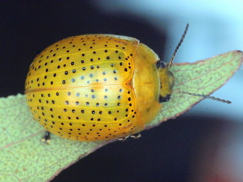 Paropsisterna inspersa http://www.jungledragon.com/image/38909/paropsisterna_inspersa_larva.html Australia,Geotagged,Paropsisterna,Paropsisterna inspersa,Summer