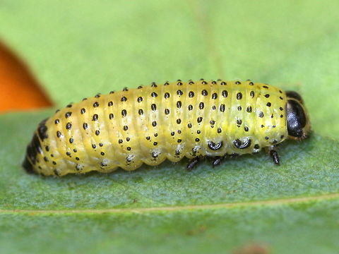 Paropsisterna inspersa larva  Australia,Geotagged,Paropsisterna,Paropsisterna inspersa,Spring