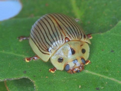 Paropsisterna intacta  Australia,Eucalyptus leaf beetle,Geotagged,Paropsisterna,Paropsisterna intacta
