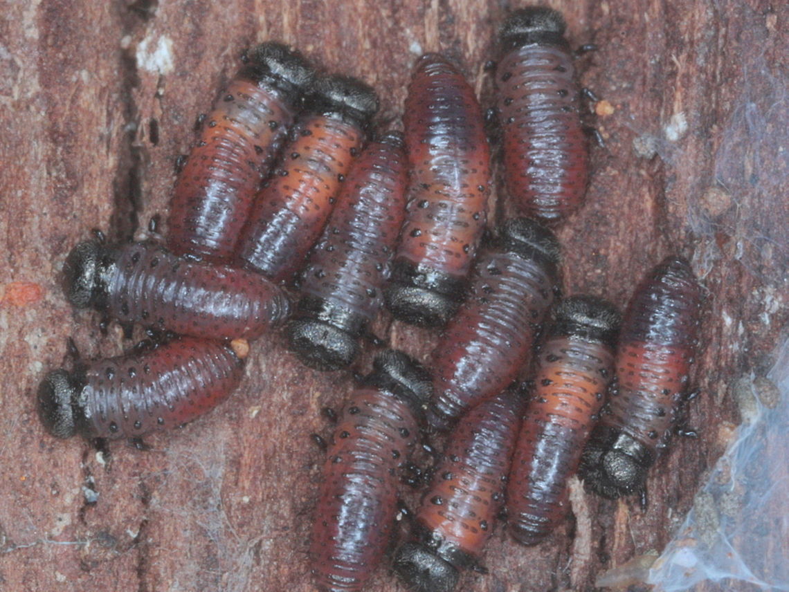 Paropsisterna intacta larvae  Australia,Eucalyptus leaf beetle,Fall,Geotagged,Paropsisterna,Paropsisterna intacta